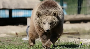 Gölya Tabiat Parkı Umut Oluyor: İyileşen Doğaya Dönüyor!