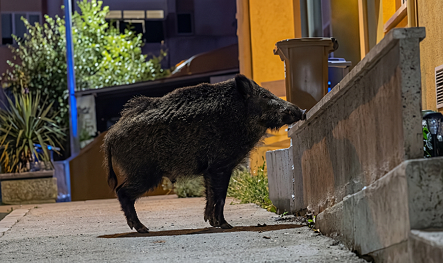 Arifiye Bu Görüntüleri Konuşuyor! Yaban Domuzu Mahalleye İndi