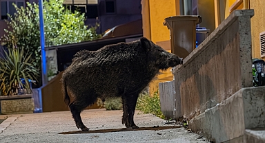 Arifiye Bu Görüntüleri Konuşuyor! Yaban Domuzu Mahalleye İndi