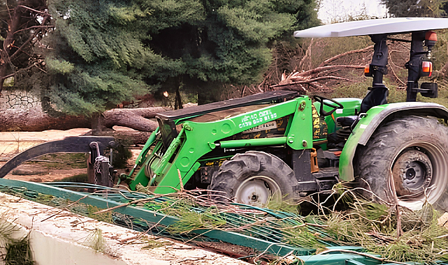 Arifiye'de Okul Bahçesinde Gece Yarısı Ağaç Kıyımı: Veliler ve İdare Ayakta!