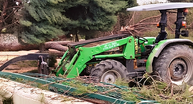 Arifiye’de Okul Bahçesinde Gece Yarısı Ağaç Kıyımı: Veliler ve İdare Ayakta!