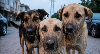 Arifiye’de Başıboş Köpek Sorunu: Vatandaş Çözüm Bekliyor!