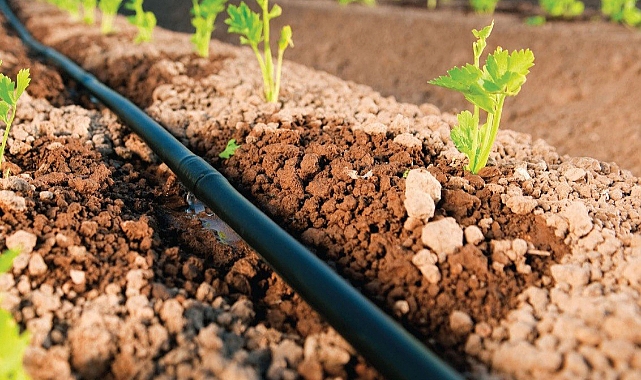 Arifiye'de Tarımsal Kuraklığa Karşı Yeni Sulama Yönetimi Tedbirleri Alınıyor