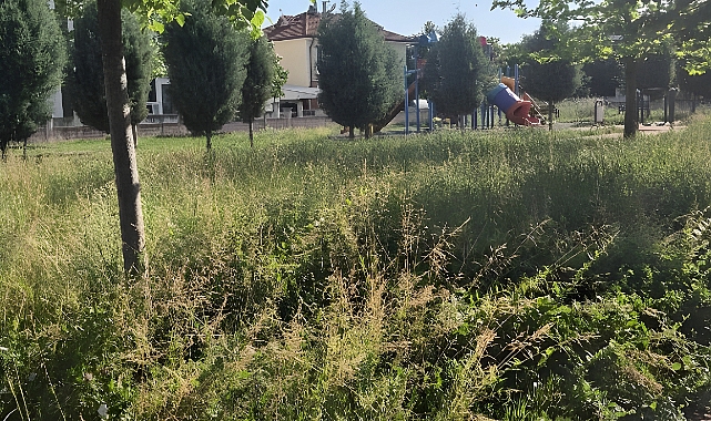 Arifiye Gökkuşağı Parkı’nda Bakımsızlık Tepki Çekiyor: Otlar Yürüyüş Yollarını Kapladı