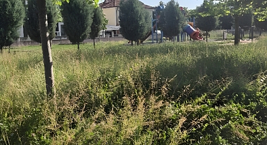 Arifiye Gökkuşağı Parkı’nda Bakımsızlık Tepki Çekiyor: Otlar Yürüyüş Yollarını Kapladı