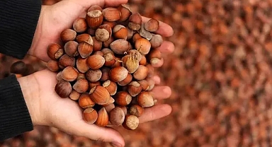 Sakarya’da Fındık Fiyatları Yeni Haftaya Düşüşle Başladı