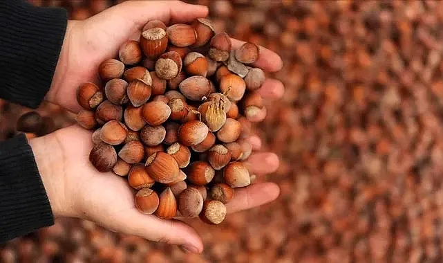 Sakarya’da Fındık Fiyatları Yeni Haftaya Düşüşle Başladı